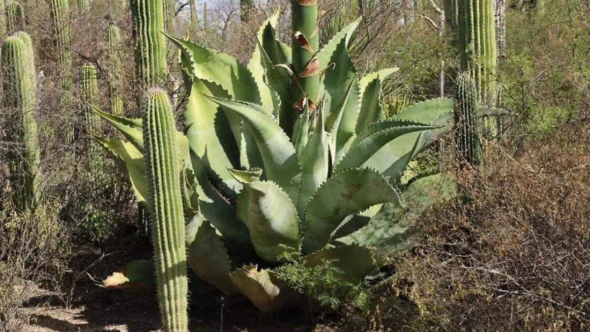 La Reserva de la Biosfera Tehuacán – Cuicatlán ha enfrentado un desafío constante